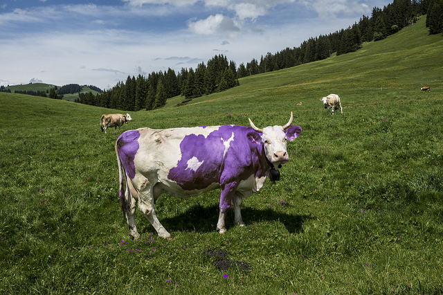 mucca-viola.jpg