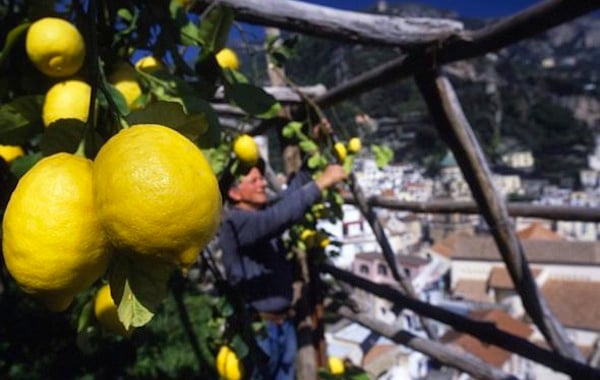 limone sfusato di Amalfi