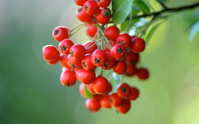 Red-berry