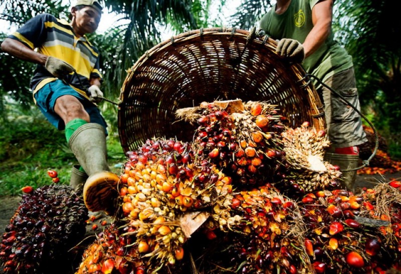 Raccolta olio di palma