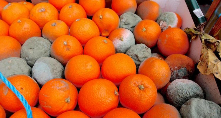 Cítricos: toneladas de naranjas sudafricanas se pudren en contenedores bloqueados en puertos de la UE