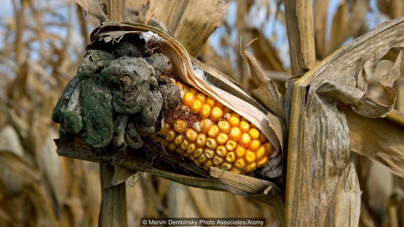 Corn Smut Ustilago maydis growing on field corn Michigan USA corn