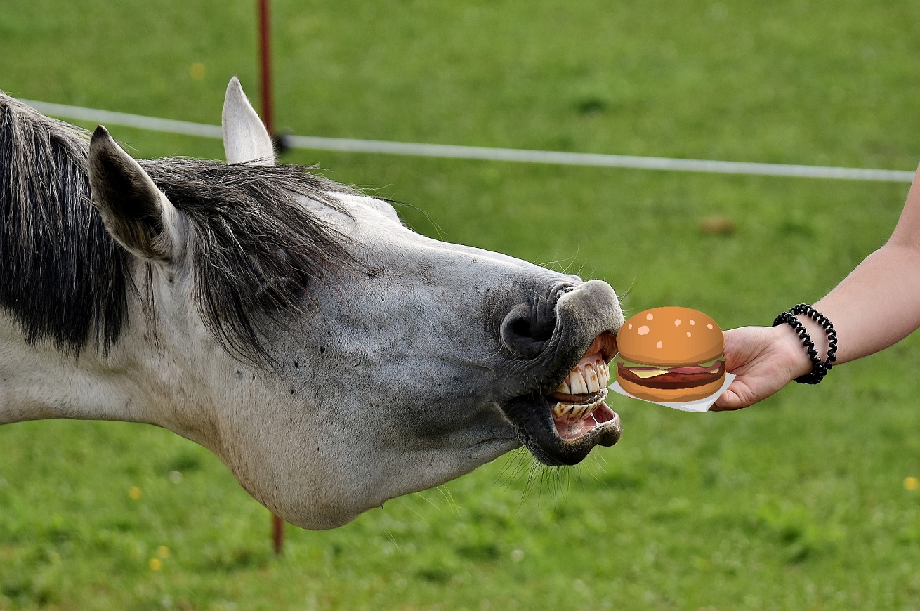 Hamburger e cavallo
