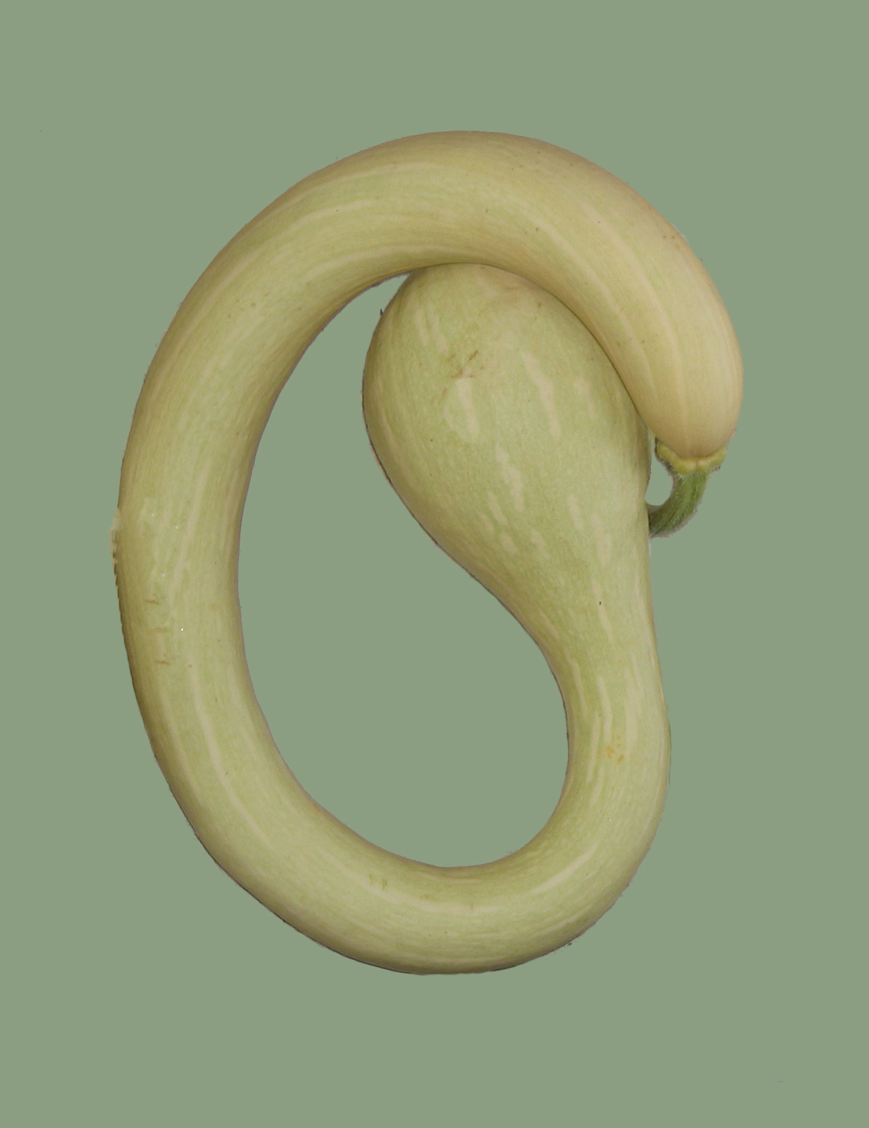 Zucchina-trombetta