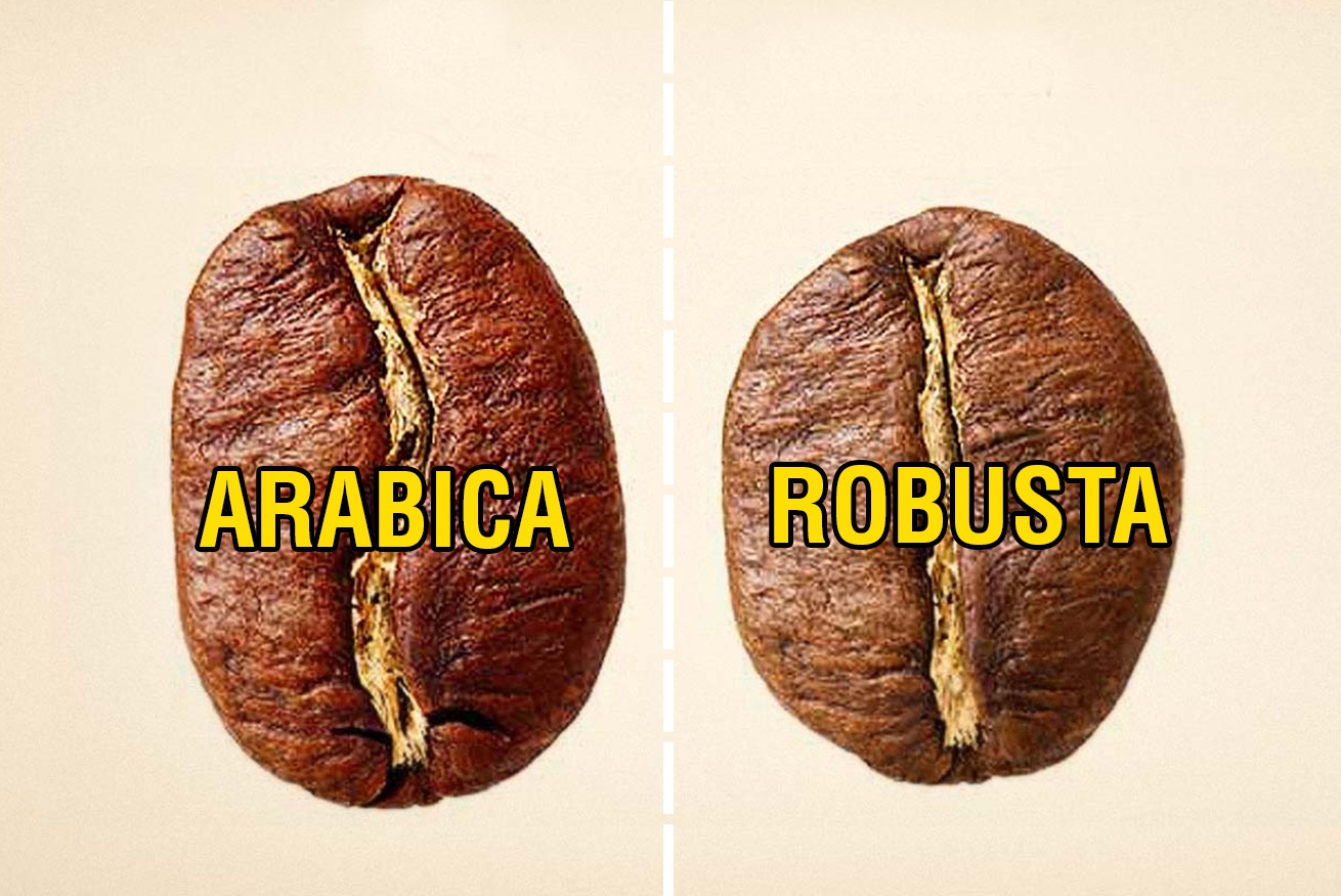 caffè; arabica e robusta