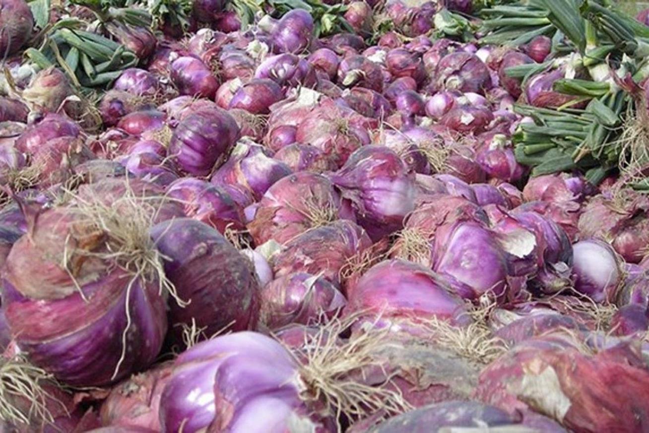 Cipolla rossa di Breme: il nuovo presidio Slow Food