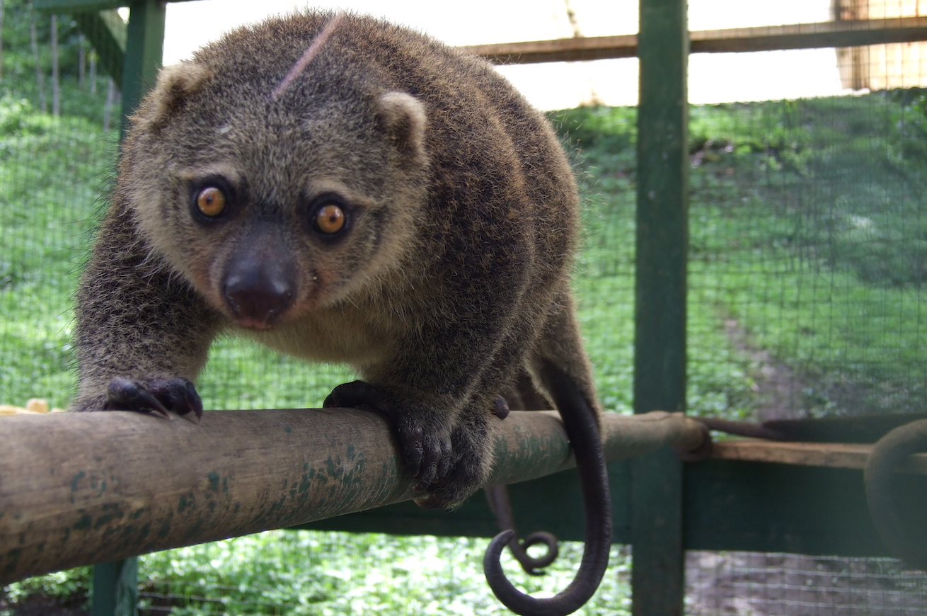 Cuscus; marsupiale
