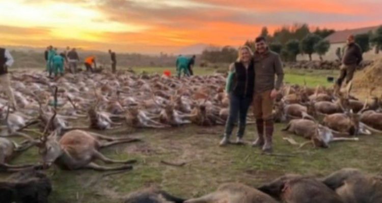 expedição de caça se transforma em massacre, com mais de 500 animais mortos