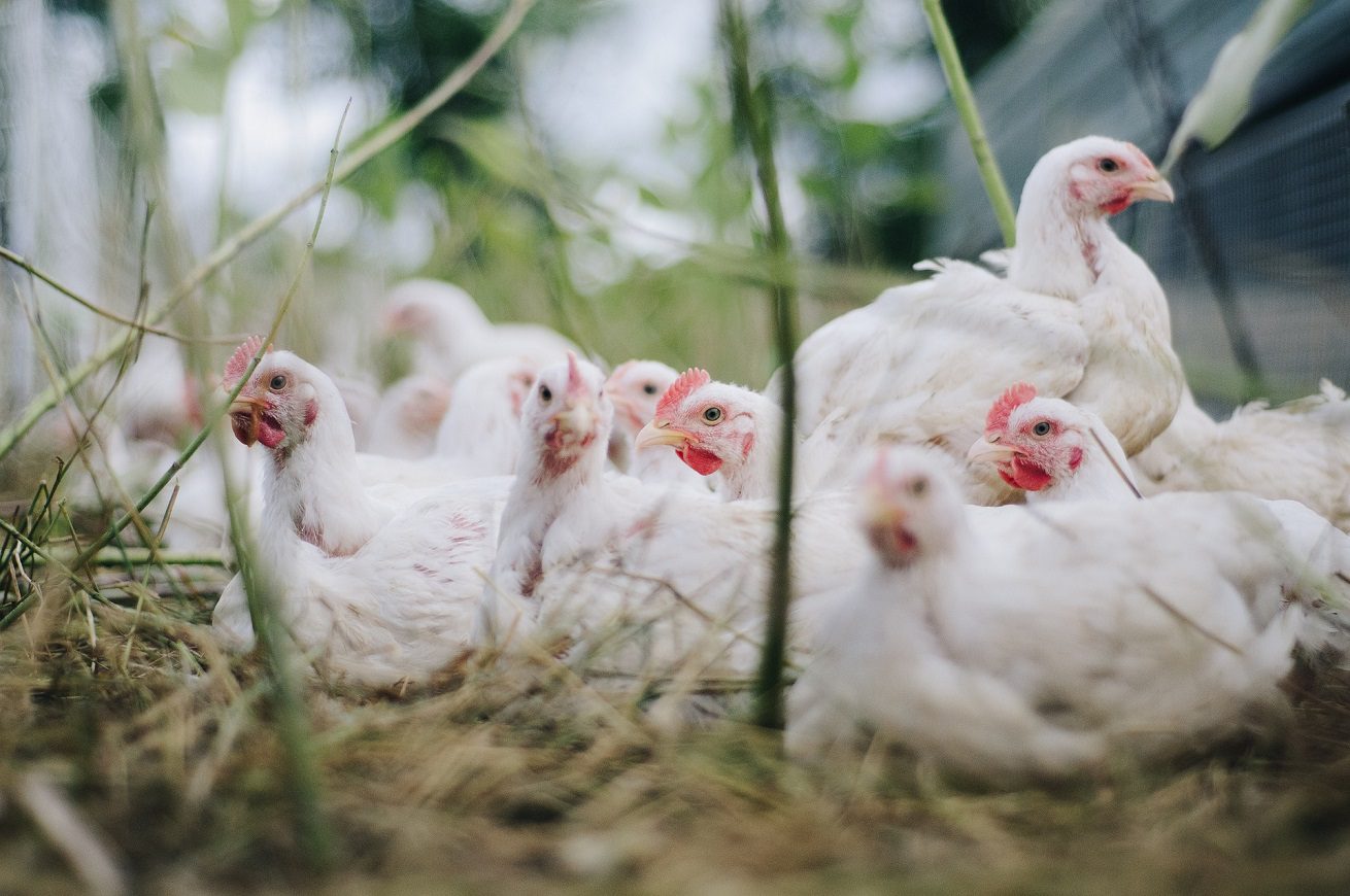 Influenza aviaria, il prezzo delle uova aumenta del 22% su base annua