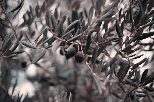 olive ulivi olio d'oliva