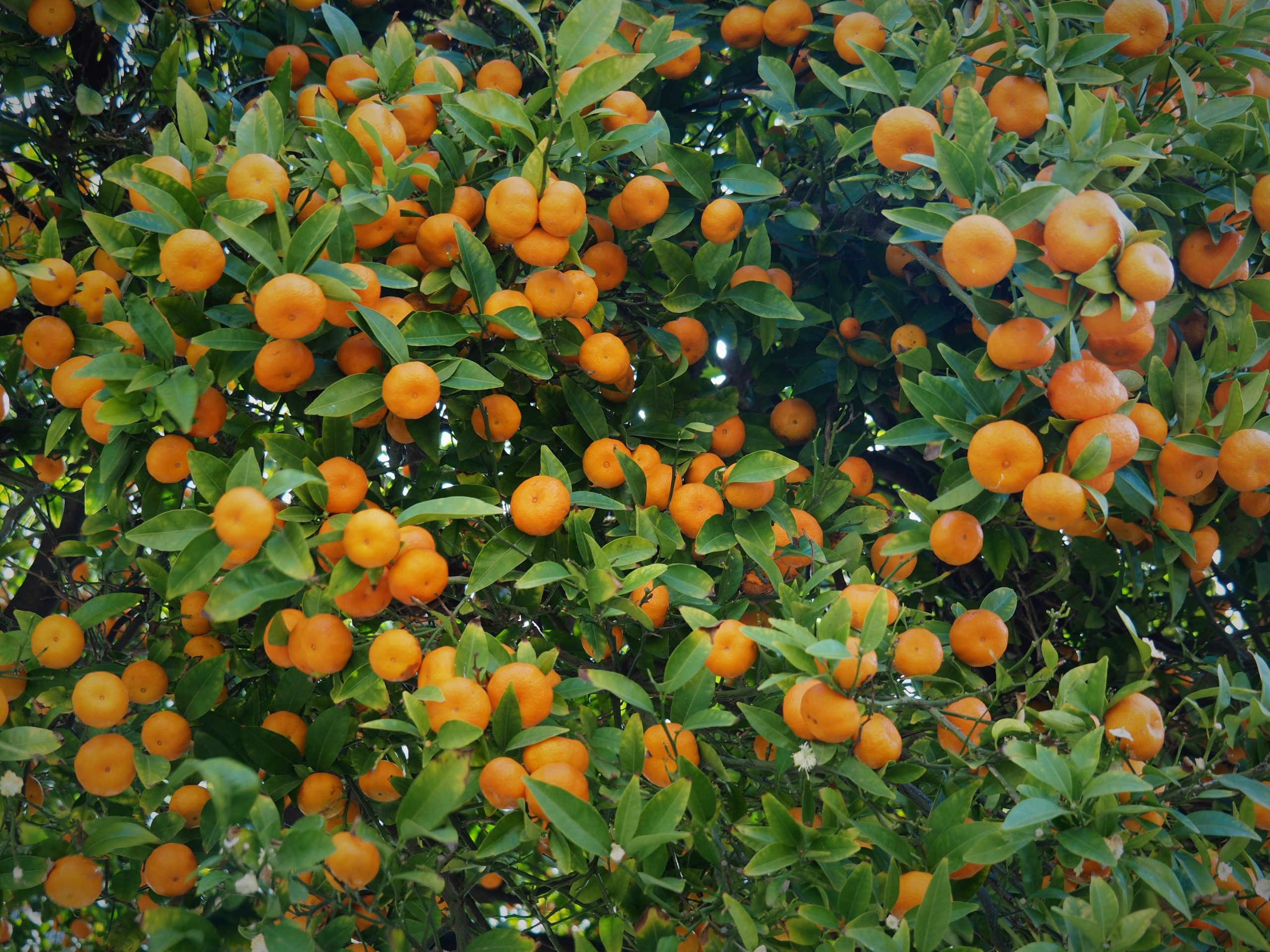 mandarini-15