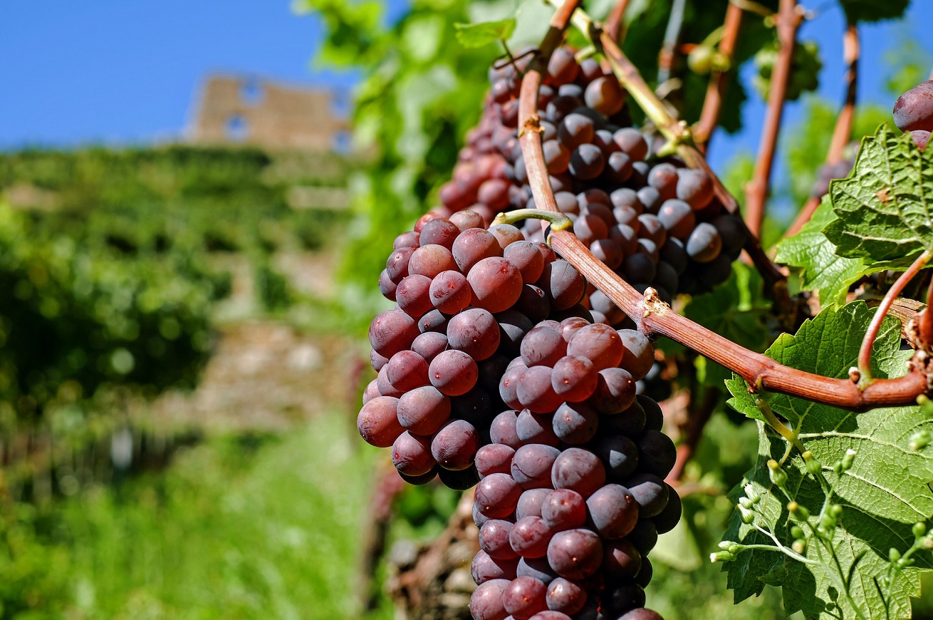 France : la production viticole jamais aussi basse depuis l’après-guerre