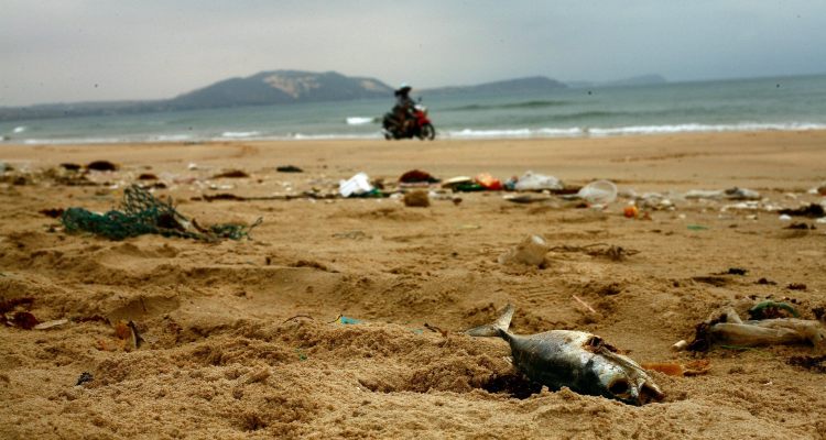 España: Miles de peces y mariscos mueren en el Mar Menor