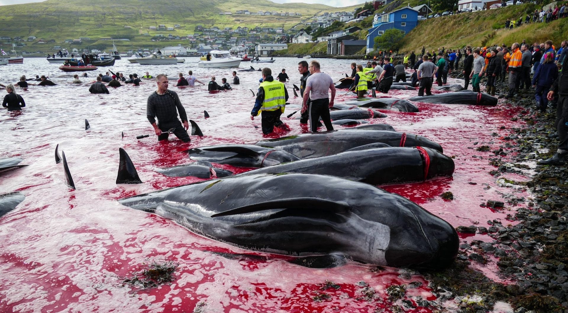 Isole Faroe: strage di balene e delfini
