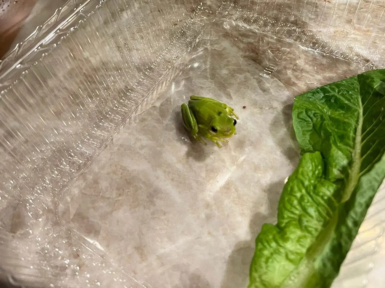 Lettuce frog