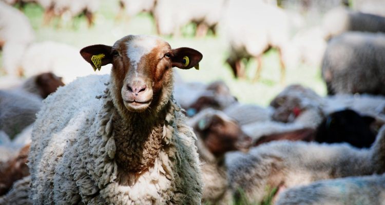 Francia, allevatori : caccia ai lupi per salvare le pecore del formaggio Brebis