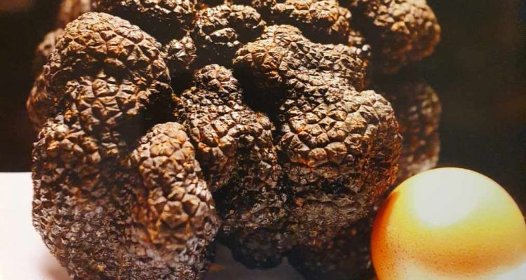 France, ventes record de truffes noires aux enchères NFT
