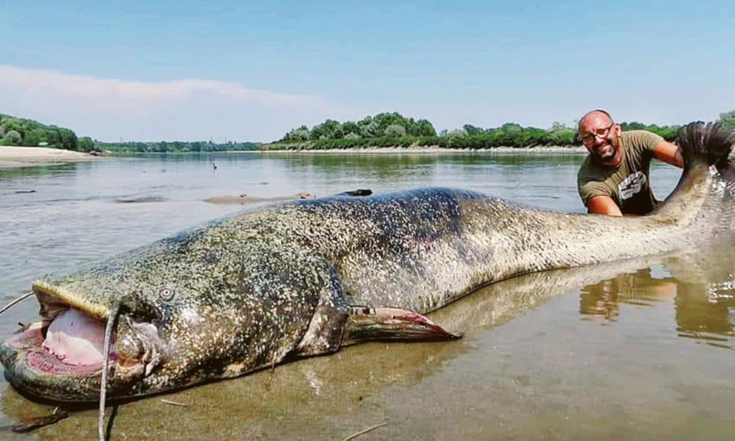 Pesce gigante siluro da oltre un metro e mezzo pescato nel lago di Como