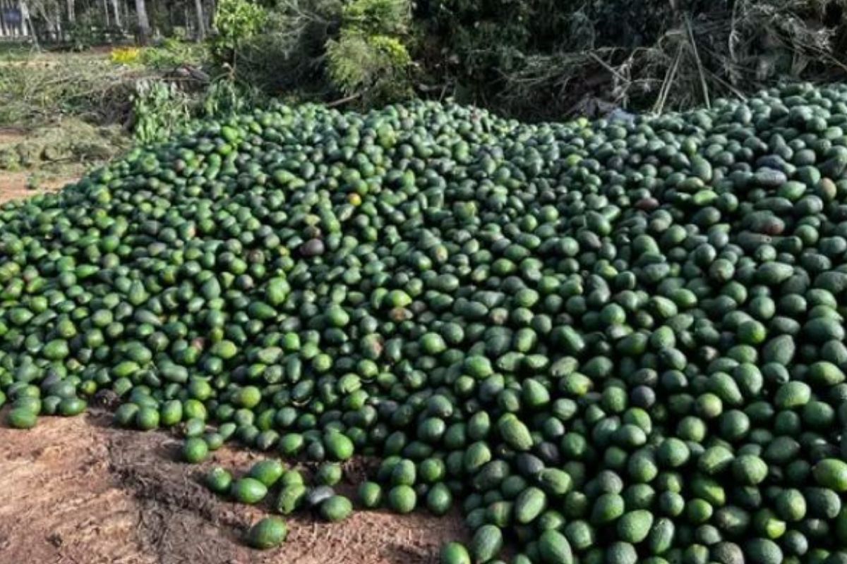australia avocado scartati