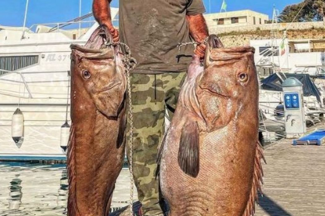 pesca cernie giganti otranto