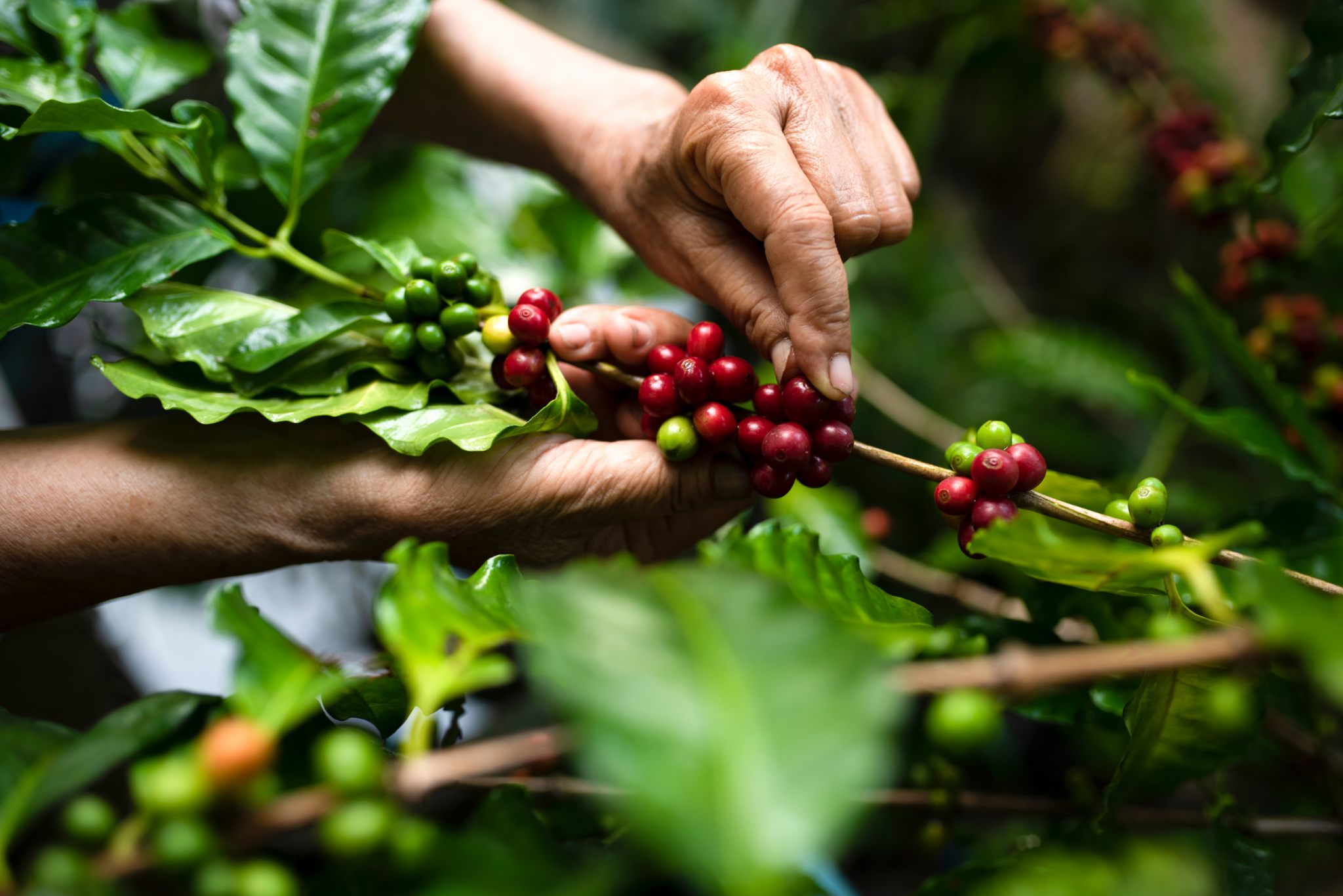 piantagioni di caffè