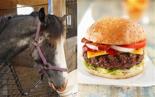 cavallo, hamburger