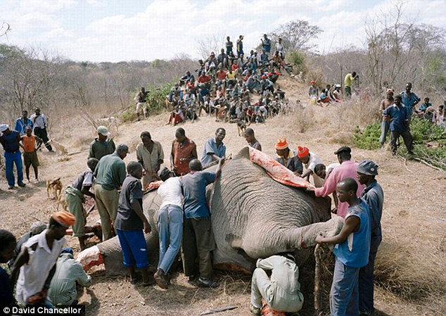 Gli uomini sulla carcassa dell'elefante, le donne un passo indietro, i bambini assiepati da un lato
