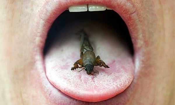 mangiare insetti, insetti, bocca,